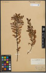 Foto von Salix myrtilloides L.